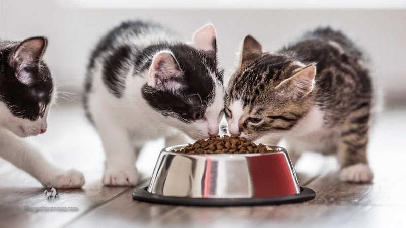 Bật Mí Cách Chọn Hạt Thức Ăn Cho Mèo Ba Tư 3