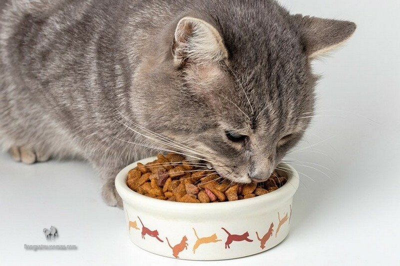 Bật Mí Cách Chọn Hạt Thức Ăn Cho Mèo Ba Tư 5