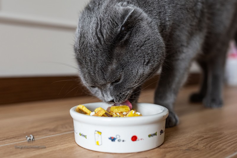 Bật Mí Cách Chọn Hạt Thức Ăn Cho Mèo Ba Tư 7