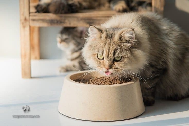 Bật Mí Cách Chọn Hạt Thức Ăn Cho Mèo Ba Tư 9