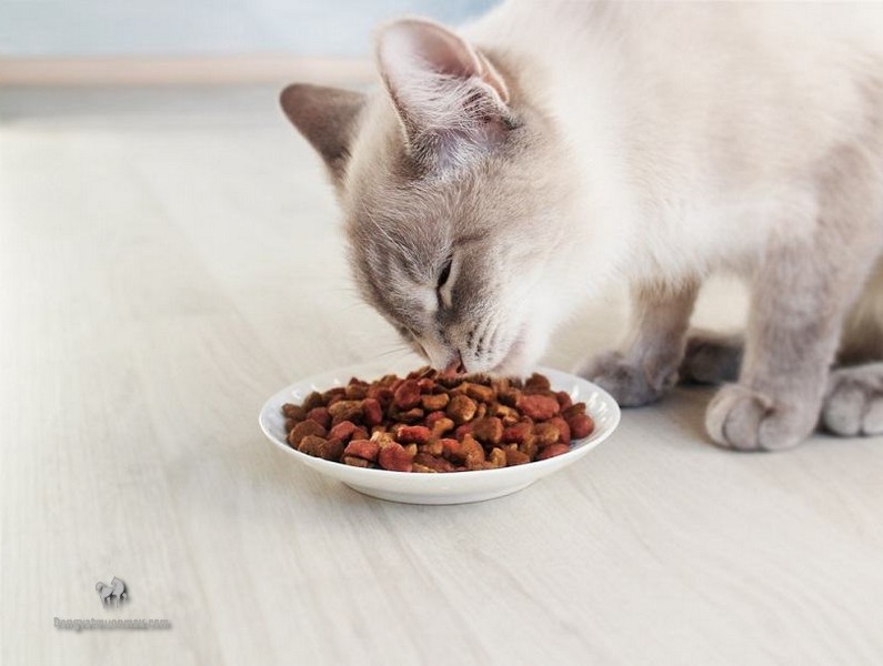Bật Mí Cách Chọn Hạt Thức Ăn Cho Mèo Ba Tư 11