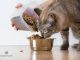 Bật Mí Cách Chọn Hạt Thức Ăn Cho Mèo Ba Tư 11