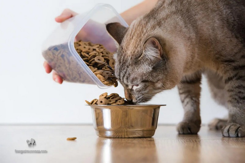 Bật Mí Cách Chọn Hạt Thức Ăn Cho Mèo Ba Tư 15