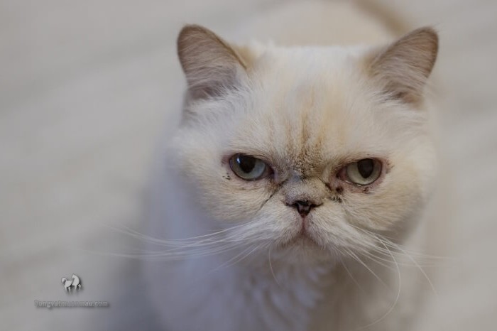 Mèo Ba Tư bị chảy nước mắt: Nguyên nhân và cách điều trị 3