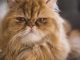 Mèo Ba Tư bị chảy nước mắt: Nguyên nhân và cách điều trị 19