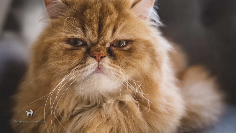 Mèo Ba Tư bị chảy nước mắt: Nguyên nhân và cách điều trị 5