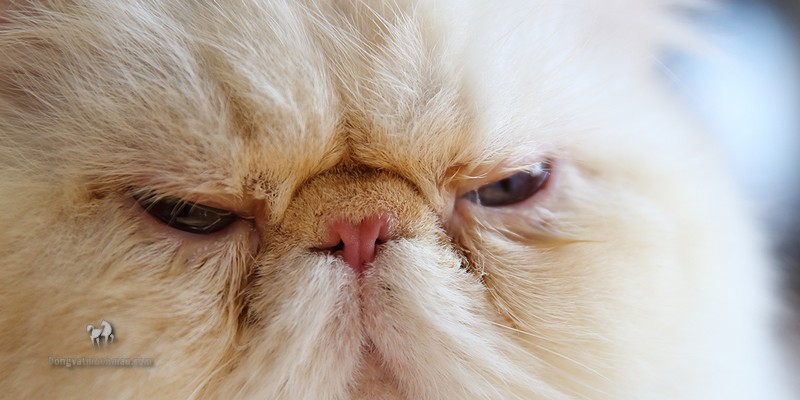 Mèo Ba Tư bị chảy nước mắt: Nguyên nhân và cách điều trị 7