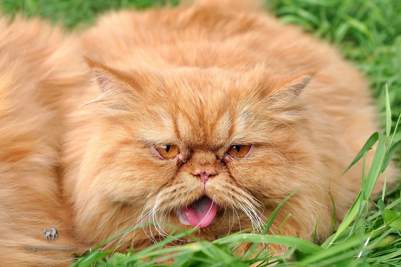 Mèo Ba Tư bị chảy nước mắt: Nguyên nhân và cách điều trị 9