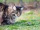 Mèo Ba Tư Có Bản Năng Bắt Chuột Tự Nhiên Không? 13