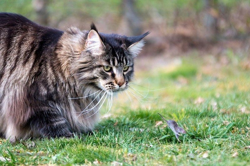 Mèo Ba Tư Có Bản Năng Bắt Chuột Tự Nhiên Không? 1