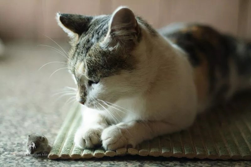 Mèo Ba Tư Có Bản Năng Bắt Chuột Tự Nhiên Không? 5