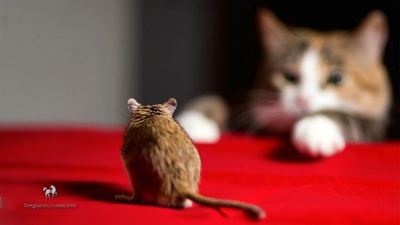 Mèo Ba Tư Có Bản Năng Bắt Chuột Tự Nhiên Không? 7