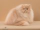 Mèo Ba Tư màu kem - Đặc điểm, tính cách và cách chăm sóc 11