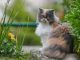 Mèo Ba Tư nặng bao nhiêu kg? Bảng cân nặng chuẩn cho mèo Ba Tư 11