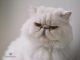 Mèo Ba Tư Sinh Sản: Cách Chăm Sóc Và Nuôi Dưỡng Bạn Cần Biết 13