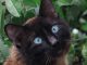 Mèo Xiêm Đen: Tìm Hiểu Đặc Điểm, Tính Cách 13