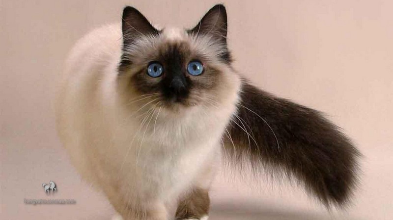 Mèo Xiêm lai Anh lông dài: Tổng quan, giá bán, cách chăm sóc 13