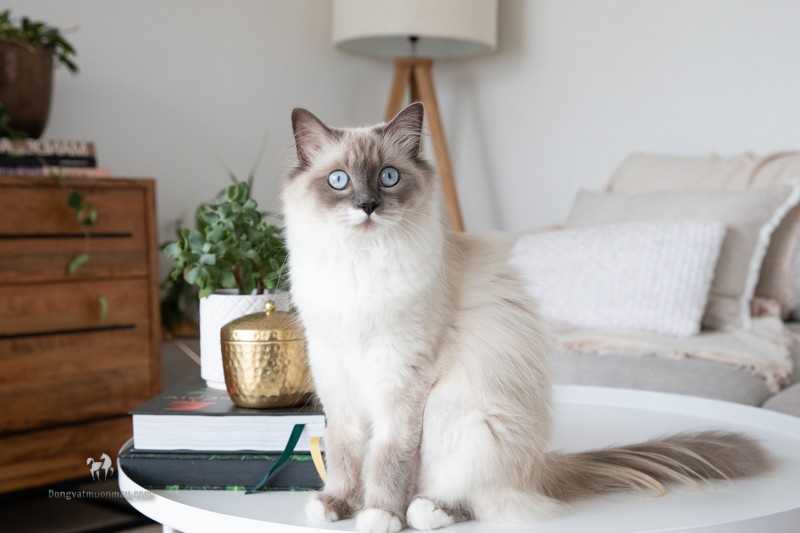 Mèo Xiêm lai Anh lông dài: Tổng quan, giá bán, cách chăm sóc 1