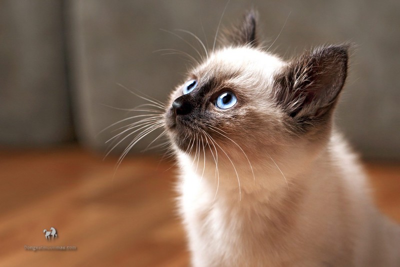 Mèo Xiêm lai Anh lông dài: Tổng quan, giá bán, cách chăm sóc 3