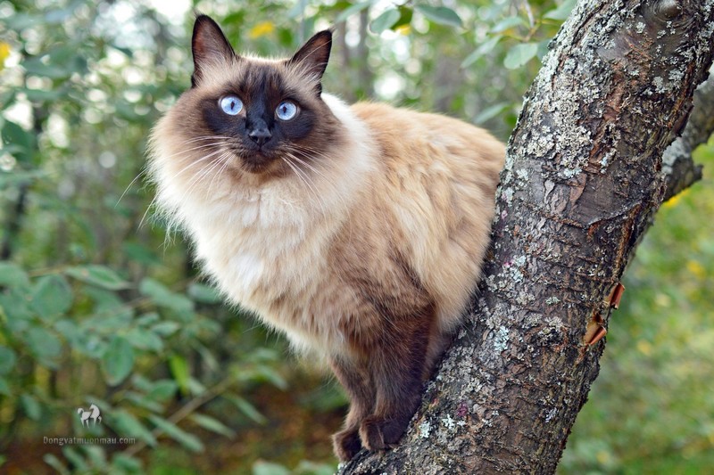 Mèo Xiêm lai Anh lông dài: Tổng quan, giá bán, cách chăm sóc 5