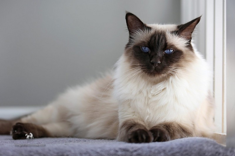 Mèo Xiêm lai Anh lông dài: Tổng quan, giá bán, cách chăm sóc 7