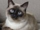 Tìm Hiểu Về Giống Mèo Xiêm Lai Nga 17