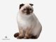 Mèo Xiêm Tai Cụp: Chúng Có Gì Đặc Biệt? 15