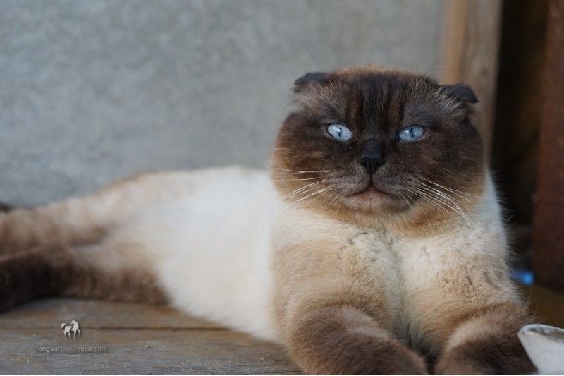 Mèo Xiêm Tai Cụp: Chúng Có Gì Đặc Biệt? 9