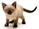 Nguồn Gốc, Đặc Điểm Và Giá Bán Của Giống Mèo Xiêm 11