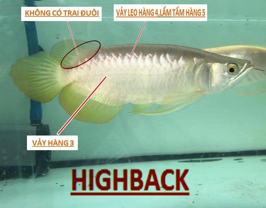 Phân biệt cá rồng highback (hb) và kim long quá bối cực đơn giản 11