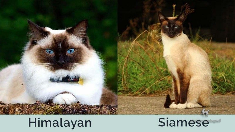 Cách Phân Biệt Mèo Hyma Và Mèo Xiêm 5