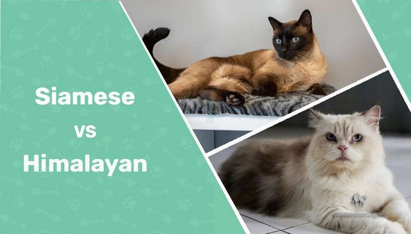Cách Phân Biệt Mèo Hyma Và Mèo Xiêm 7