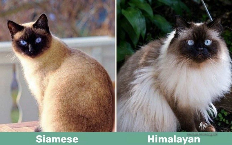 Cách Phân Biệt Mèo Hyma Và Mèo Xiêm 13