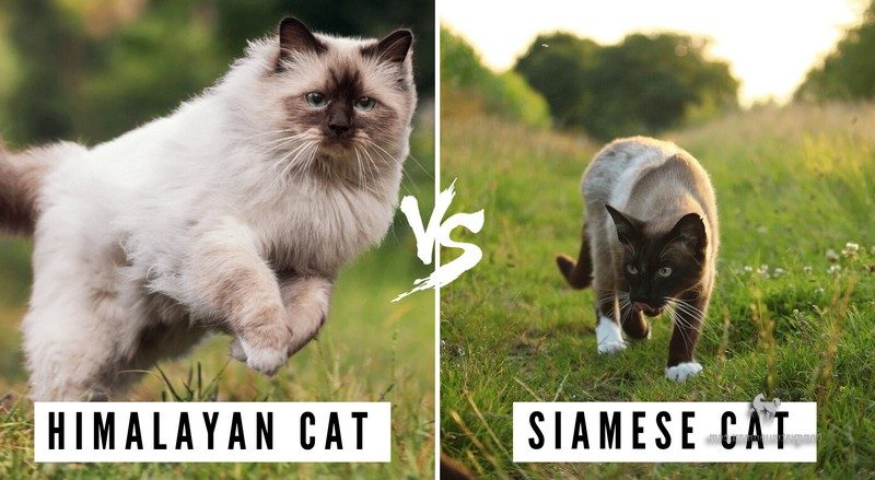Cách Phân Biệt Mèo Hyma Và Mèo Xiêm 1