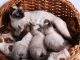 Cách Phối Giống Mèo Xiêm Cục Dễ Ai Cũng Làm Được 11