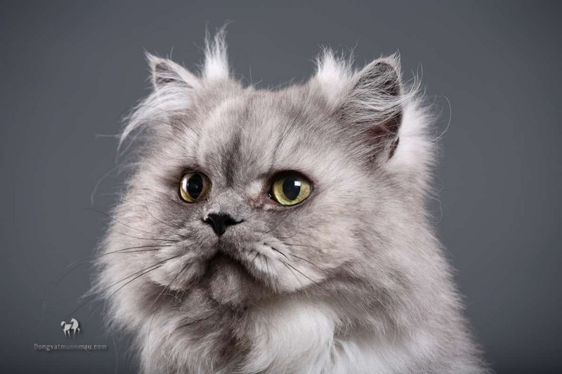 Tìm Hiểu Về Tuổi Thọ Của Mèo Ba Tư 1