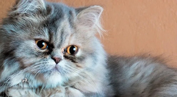 Tìm Hiểu Về Tuổi Thọ Của Mèo Ba Tư 5