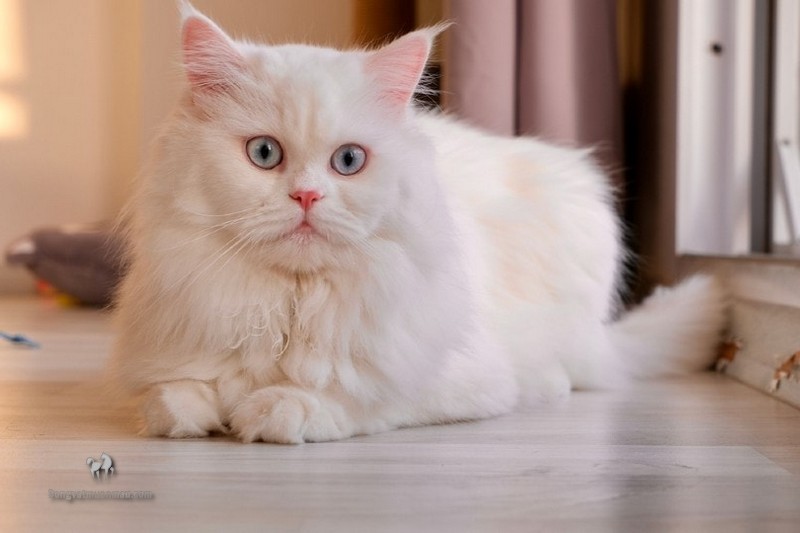 Tìm Hiểu Về Tuổi Thọ Của Mèo Ba Tư 7