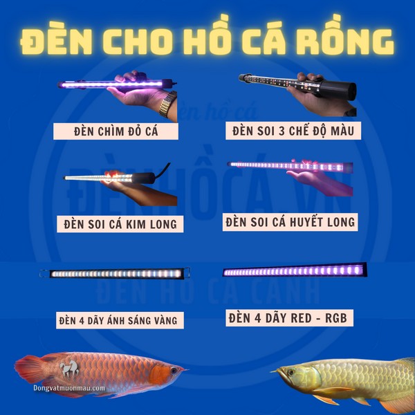 [Bật Mí] Cách chọn đèn cho hồ cá rồng cực chuẩn 1