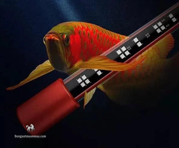 [Bật Mí] Cách chọn đèn cho hồ cá rồng cực chuẩn 7