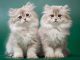 Mèo Anh lông dài giá bao nhiêu 2023? Thông tin chi tiết về mèo ALD 7