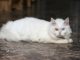 Mèo Anh lông dài mắt hai màu: Đặc điểm, tính cách, phối giống, giá bán 17