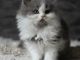 Mèo Anh lông dài Bicolor : Đặc điểm, tính cách, phối giống, giá bán 11