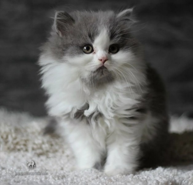 Mèo Anh lông dài Bicolor : Đặc điểm, tính cách, phối giống, giá bán 9
