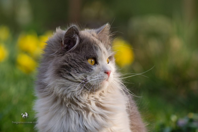 Mèo Anh lông dài Bicolor : Đặc điểm, tính cách, phối giống, giá bán 1