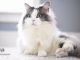 Mèo Anh Lông Dài Chân Ngắn: Tổng Quan, giá bán, cách chăm sóc 11