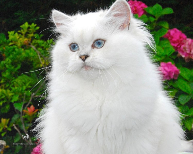 Mèo Anh lông dài trắng mắt xanh: Tổng quan, giá bán, chăm sóc 3