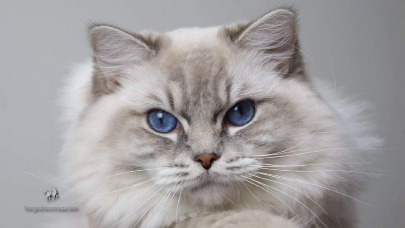Mèo Anh lông dài trắng mắt xanh: Tổng quan, giá bán, chăm sóc 9
