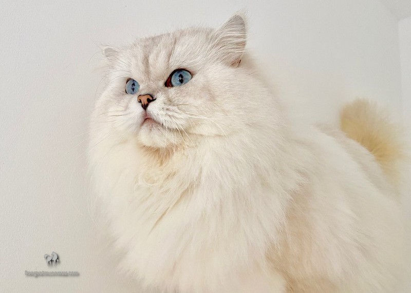 Mèo Anh lông dài trắng mắt xanh: Tổng quan, giá bán, chăm sóc 1