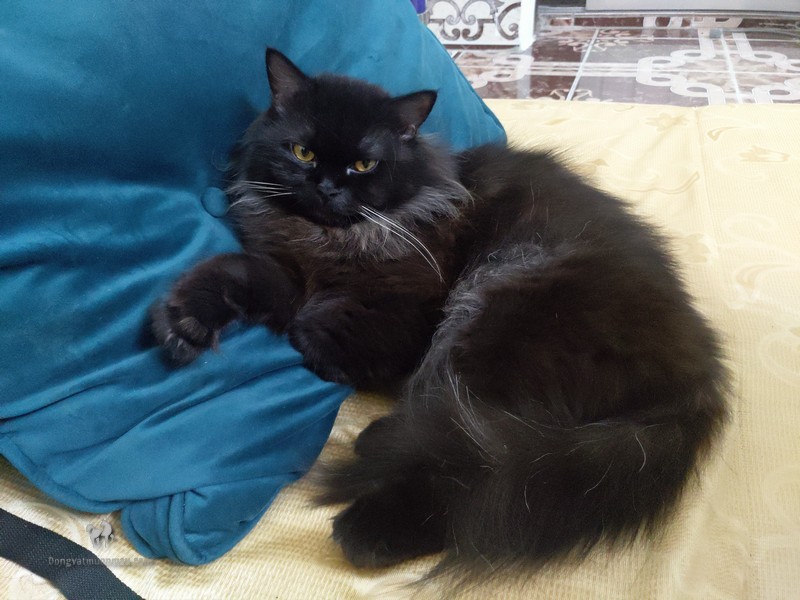 Mèo Anh Lông Dài Màu Đen: Tổng quan, giá bán, chăm sóc 1